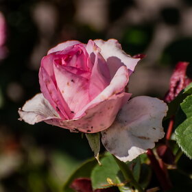 ����� ����. �������