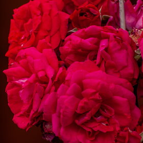 ����. ������. �������