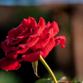 ����. ������. �������