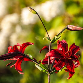 ������ ����. �������