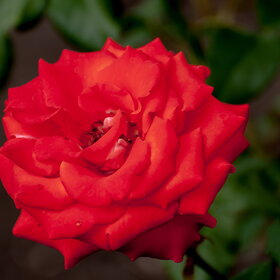 ����� ����. �������