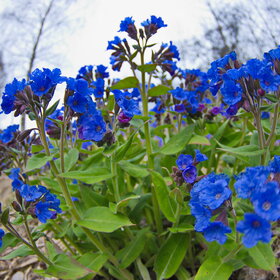 ������ ����. �������