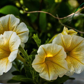 ����� ����. �������