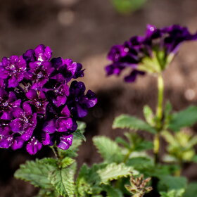 ����� ����. �������