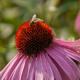 ����. ������. �������