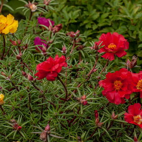 ����. ������. �������