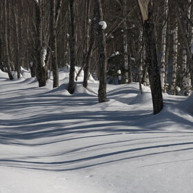 ������ ����. ���������� �� �����������