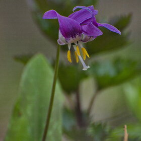 ����� ����. �������