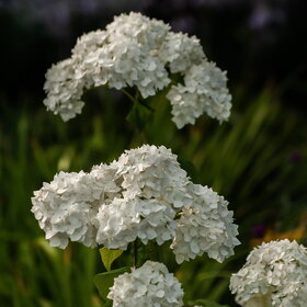 ����. ������. �������