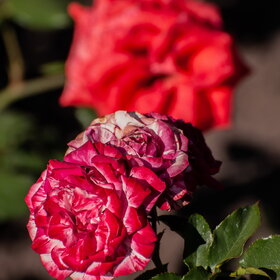 ������ ����. �������