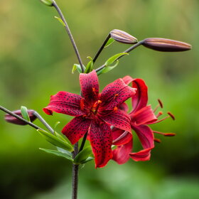 ����. ������. �������