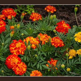 ������ ����. �������