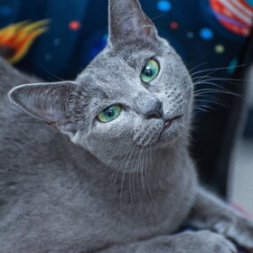 ������ ����. �������� ��������