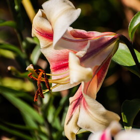 ������ ����. �������