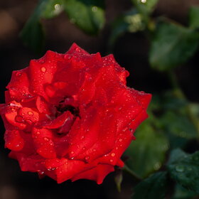 ����. ������. �������