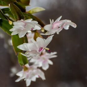 ������ ����. �������