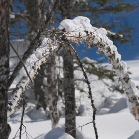 ������ ����. ���������� �� �����������