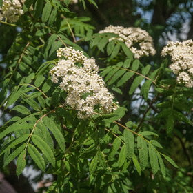 ������ ����. �������