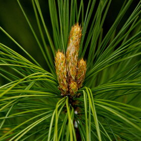 ����. ������. �������