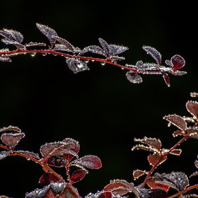 ����. ������. �������