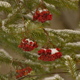 ������ ����. ���������� �� �����������