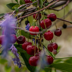 ����� ����������. �������