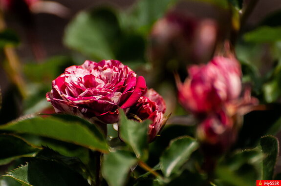 ���� ���. �������