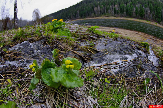 ���� ���. �������